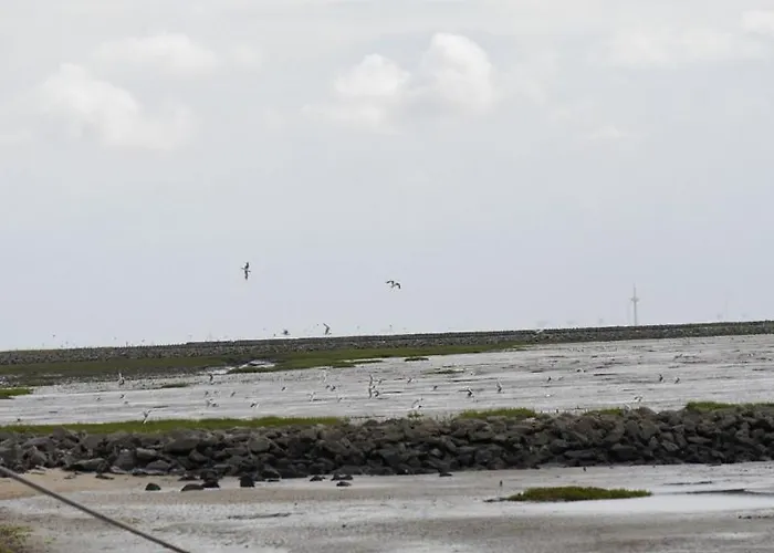 Bootsmann * דורום נויפלד